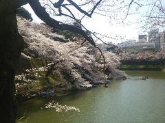 千鳥ヶ淵に桜を観に行ってみた♪