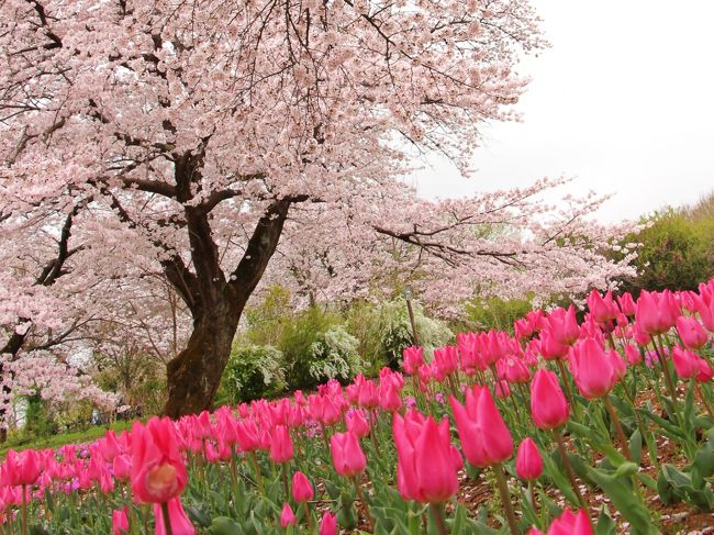 7年ぶり 奇跡のコラボ－芝桜×染井吉野－春の競演
