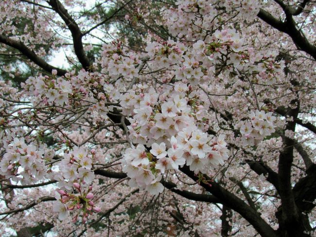 今年の桜を首を長くして待っていましたが、やっと宇都宮が満開とニュースと聞きました。<br />生憎の小雨交じりの曇り空でしたが、桜は見事に咲き誇っていました。<br />さくらフェスタ2017が４月８日（土）・９日（日）に開催されていました。<br />毎年この工学部の桜を楽しみに待っています。<br />娘の母校の桜は何年過ぎても愛おしいです。