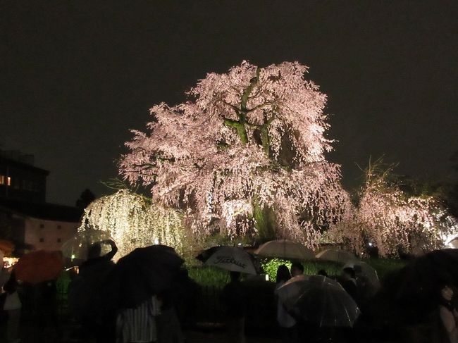 春の京都はどこへ行っても、観光客で激混み。<br /><br />それでも行きたくなるのは、見事な桜が待っているから。<br /><br />今年も円山公園の「枝垂れ桜」は、「お見事!」なのでした。<br />