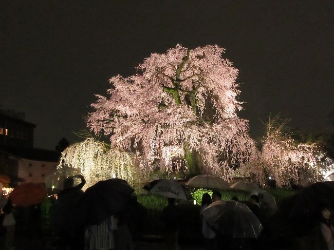 春の京都はどこへ行っても、観光客で激混み。<br /><br />それでも行きたくなるのは、見事な桜が待っているから。<br /><br />今年も円山公園の「枝垂れ桜」は、「お見事！」なのでした。<br />