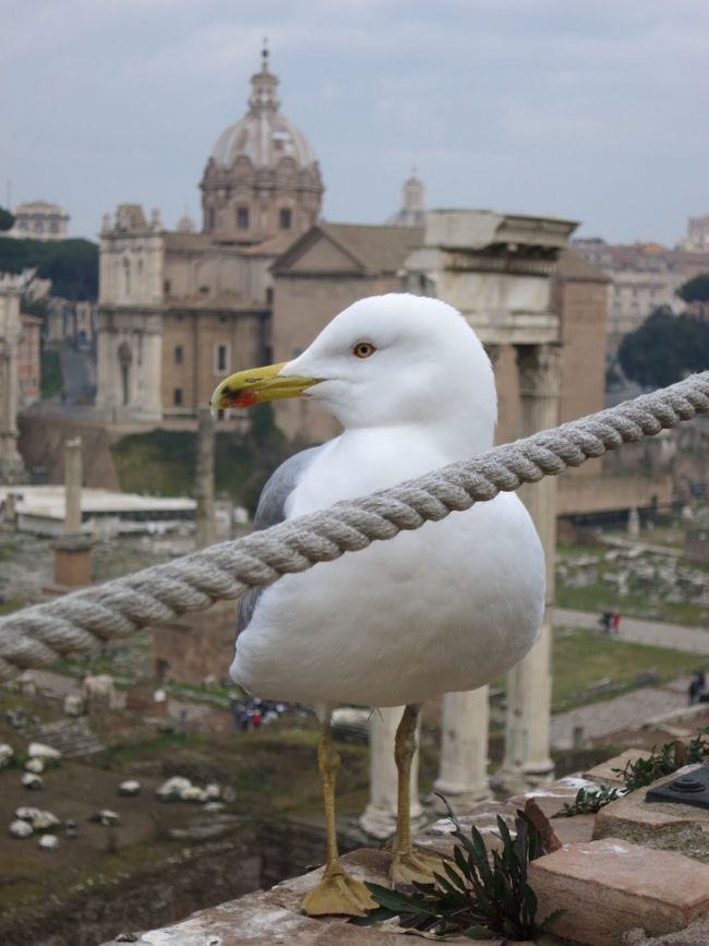 念願のイタリア初上陸！<br />人生後半戦のオバちゃん、イタリア上陸の目的は憧れのウフィツィ美術館とバチカン博物館を訪問することです！<br />旅の相棒は、ベネチア訪問が希望。<br />絶対外せない都市のベネチア、フィレンツェ、ローマ。どう考えてもイタリア語も英語もろくに話せない2人で三都市を個人旅行で移動するには無理があると判断しました。<br />仕事を休める日程で探したJTBツアー旅行,<br />予定よりプラスされた最後の晩餐。これに決定しました。<br />イタリアの4都市を観光、怒とうのバス大移動の8日間。<br /><br />最終都市のローマです。<br />ホテルはテルミニ駅前のスターホテル メトロポール<br />到着日にバチカン市国の観光。<br /><br />2日目はフリータイム。<br />私たち2人はツアーのオプションを申し込みました。<br />フォロ・ロマーノ、ナヴォーナ広場、カンポディフィオリーナのマーケット、パンテオン、サンタマリアマッジョーレ大聖堂、プラス 前菜付きのピザのランチです！<br />ハネムーナーは誰も申し込まずだったため、なんとガイドさんを貸し切り状態。<br />2人のガイドに2人の客！この価格でプライベートツアーとは、lほんと申し訳ないわぁと言いつつ、満面の笑みを浮かべるオバちゃんなのでした。