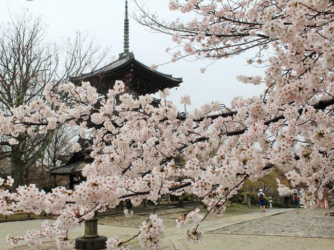 京都の桜 高瀬川 祇園白川 金戒光明寺 真如堂 ジャン ポール エヴァン京都でブランチ Diningcafebar閏でディナー 東山 祇園 北白川 京都 の旅行記 ブログ By たらよろさん フォートラベル