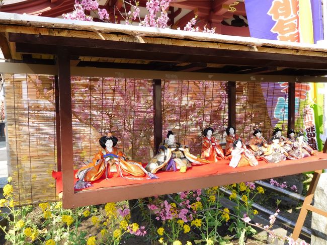 以前訪れた埼玉県川口市にある密蔵院の安行桜が見頃という事で見に行ってきました。<br />沖田桜とも呼ばれる早咲きの安行桜は、ピンクの色彩がやや濃く、花が少し小ぶりなのが特徴です。境内のあちこちで綺麗に咲く花を楽しめました。<br /><br />続いて桃まつりが開催されていた南千住にある素盞雄(すさのお)神社で、桃の花と沢山の雛飾りを観賞してきました。