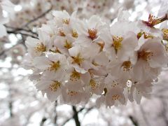 ２０１７年４月　着物で桜を愛でる京都日帰り旅♪～「平野神社」でお花見～「桝富」で鴨ちり～「平安神宮」で紅しだれコンサート♪