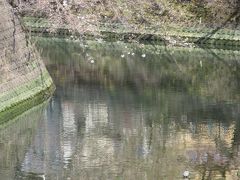 横浜大岡川の花見と弘明寺観音