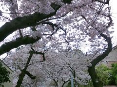 地元でチューリップと桜