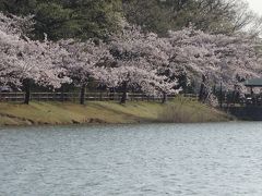 新海池（にいのみいけ）公園の桜が満開でした。