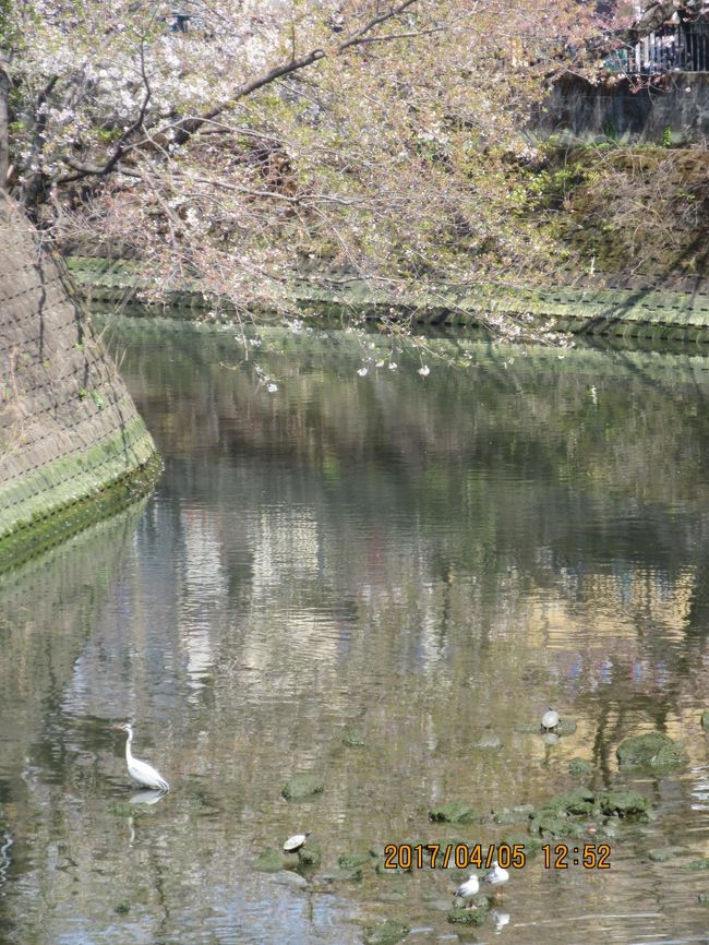 好天と日中は4月中旬の気温と言う事で横浜の桜の名所の一つ大岡川の<br /><br />花見に出かけた。<br /><br />川岸には茣蓙を広げて飲食を楽しんでた家族ずれで賑わってた。周りには<br />多くの屋台が軒を並べてた。東京上野等の繁華街と違いカラオケの騒がしさ<br />もなくほぼ満開の桜楽しめた。<br /><br />又、近所の弘明寺観音にお参りしてきた。こちらも花見客の流れかそこそこ<br /><br />参拝者が訪れてた。<br /><br />