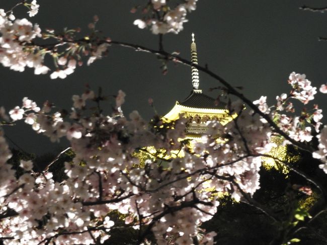 今年の花見を記録しました。<br /><br />仕事が忙しかったので、週末以外の花見はほぼ不可能でしたが、2週にわたり、楽しむことができました。<br />ただし、天候に恵まれなかったので、夜桜がメインでした。<br /><br />http://shihop.web.fc2.com/source/hanami2017.html