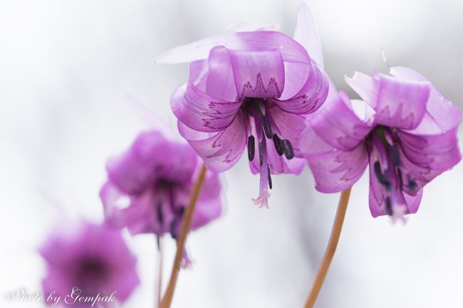 　今年は3月に寒い日が続き、カタクリなど春の到来を告げるスプリングエフェメラルの開花が10日ほど遅れていた。4月に入り、ようやく待ちわびたように可憐な花々が咲き始めたので、久しぶりに花の撮影に出かけて来た。行先は、栃木県東部の那珂川町にあるカタクリ山自然公園。名前の通り、カタクリの群落があるが、キクザイチゲ、ショウジョウバカマなど他のスプリングエフェメラルや、ミズバショウの湿原もあり、桜満開より一足先に春の訪れを満喫してきた。