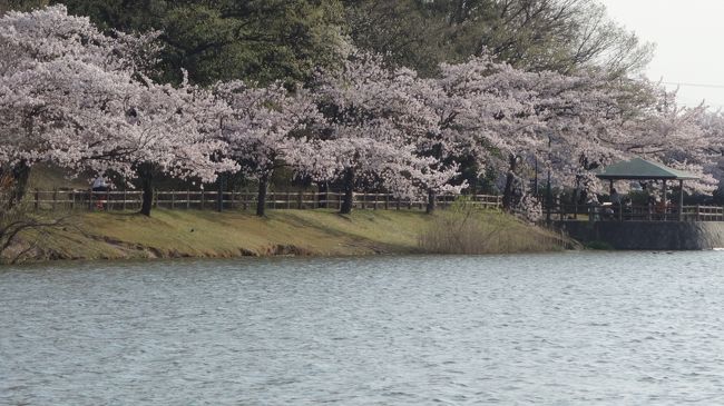 我が家の裏庭みたいな新海池（にいのみいけ）公園。桜が満開でした。今年は寒くて，一週間遅れでしょうか。