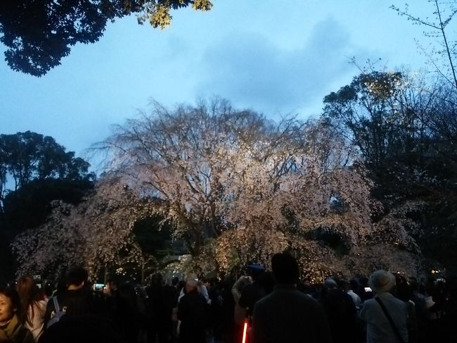 またまた観に行ってみたシリーズ！<br />六義園のしだれ桜のライトアップが今季終わると知り行ってみました。<br />でも、終わりかけでした。ライトアップしてしまえば、まぁ分からないかな。<br />