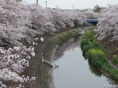 2017 東海の桜【3】山崎川　四季の道