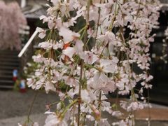 2017年4月　六角堂から京都府庁、京都御苑、また六角堂への桜巡り