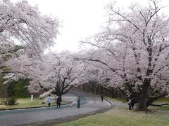 埼玉２０１７桜　【１】稲荷山公園