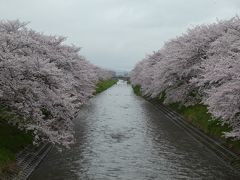 桜のトンネルは満開でした：2017