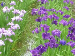 六月の相模原公園・相模原麻溝公園