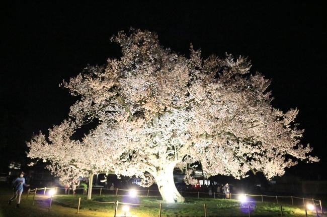 2017年4月　福井県越前市付近の桜の花情報<br />4月8日土曜日　<br />福井市から文殊山沿いの街路樹になっている桜並木を通り、鯖江の菜の花畑を横目に通り、花筐公園へと向かいます。花筐公園までにも道路わきには桜並木になっています。そして、花筐公園で駐車し公園内を散策したのでここは画像有り、そのまま味真野へ向かい、万葉の里、味真野小学校、毫摂寺、アーティファクトでお茶のため車から降りたところには画像があります。日野川の堤防は桜を見ながら素通り、吉野瀬川で駐車して堤防沿いに歩いて写真を撮りました。そこから西山公園の桜を見て福井市へと向かいました。福井市の南部から一回りして桜を見て回りました。<br />その日の夜、娘からライトアップを見に行こうと誘われたので、お昼とは違った桜を見て回りました。<br /><br />4月13日、お天気がいいので、鯖江のふれあい駐車場で車を止め西山公園をぶらりと巡ります。<br />4月14日、福井に所用で出かけて落ち込むことがあり、気晴らしに足羽山へ登りました。足羽神社の枝垂れ桜<br />4月15日、村国山の探索会でであったヤマザクラ<br />4月22日、青い空を見ると桜を撮りたくなります。八重桜が咲き始めました。今年の桜も見納めのようです。<br />