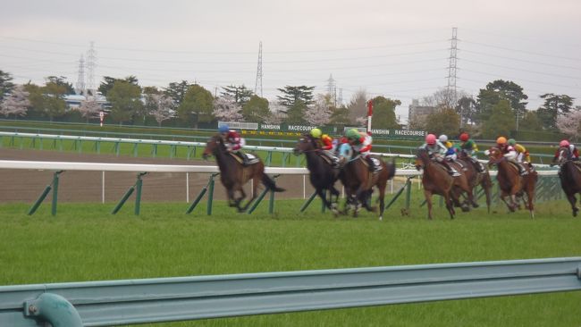 東京に遅れること１週間、やっと阪神間も桜の見頃を迎えました。<br /><br />桜がきれいだと有名な阪神競馬場。<br /><br />普段は３０分で飽きてしまう私の花見。<br /><br />今日は桜花賞、１番人気、これまで４連勝の<br />ルメール騎乗１４番ソウルスターリングがすんなり勝つのか。<br /><br />今年は刺激を求め、花見と馬鑑賞をセットとしました。<br /><br />