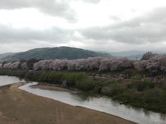 「八幡」京都の桜を巡る旅
