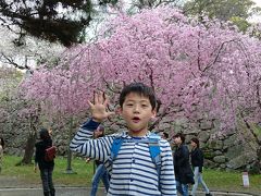 第八回福岡城さくらまつりの桜見物に孫と行って来ました。延長開催・最終日は満開の桜を楽しく見て回りました!!(^0^)