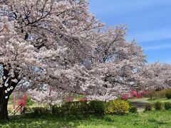 狭山の桜