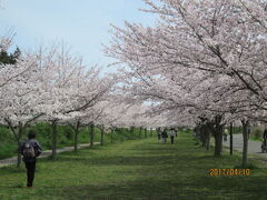 柏の大堀川・リバーサイドパーク・桜・2017年