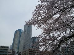 掃部山公園は花盛り！