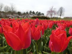 春色いっぱいの昭和記念公園