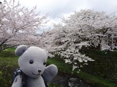 山口市の桜２０１７～桜のなかった桜ウォークから満開まで