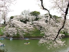 桜満開なれど、天気悪し。千鳥ケ淵　最後の花見Week