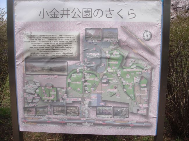 小金井公園 ～ 多摩湖自転車道 ～ 萩山四季の森公園<br />を3回に分けて散歩してきました。