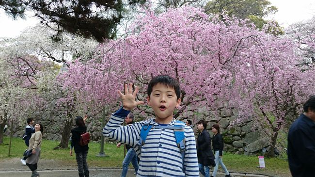 今年の桜は開花時期が遅くなり『福岡城さくらまつり』は一週間の延長して開催されました。<br />これより以前の投稿は夜桜見物でしたが本日は幼い孫を連れてなので<br />日中の花見となりました。<br />そして延長したさくらまつりも本日が最終日となりました。<br /><br />会場となっている福岡城址・お濠と舞鶴公園も満開の桜が至るところで咲き誇りとても綺麗な桜の花を沢山見て回る事が出来真ました。<br />今年の桜の季節もシーズンが終わろうとしています。<br />今年は寒さのお蔭で長く桜の花見が出来ました。<br />