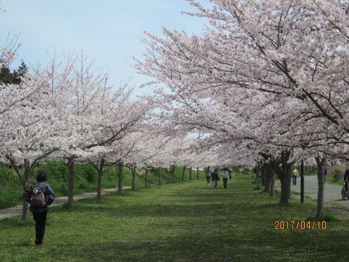 柏の大堀川・リバーサイドパーク・桜・2017年