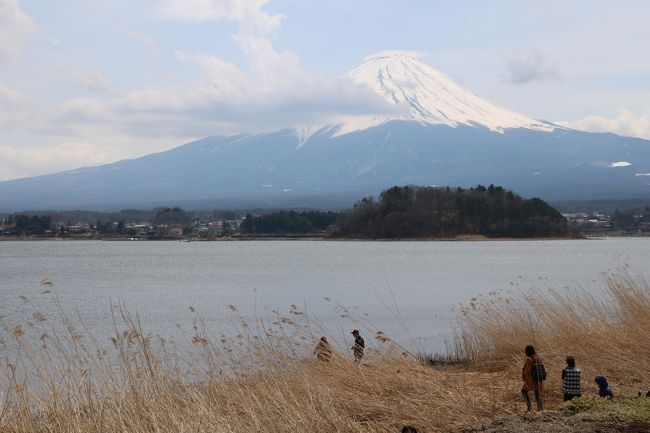 久しぶりに富士山の写真を撮ろうと思い、旅行誌などを調査し観光ルートを決定。<br />どうせ行くなら桜の時期がいいと思い、3か月前に宿を予約し、車で出かけてきました。<br />ところが例年だと伊豆半島は桜が満開だったはずが、今年の大雪のせいか開花が大幅に遅れ、3~5分咲き程度。<br />しかも連日の雨で富士山が見られたのは初日のみ。<br />ちょっと残念だったドライブ旅行になってしまいました。<br />そのため当初計画した予定を変更し、花見というよりもグルメ旅になってしまいました。<br />今回観光した場所は、<br />4月6日(木):自宅を出発し、富士山本宮浅間神社、西湖、河口湖、新倉山浅間公園、忍野八海など観光し御殿場で宿泊。<br />4月7日(金):伊豆半島の城ケ崎海岸、伊豆高原、下田などの東岸をドライブして雲見温泉で宿泊。<br />4月8日(土):松崎町観光後、土肥・黄金崎など伊豆半島西岸をドライブし、韮崎反射炉、三嶋大社参拝後沼津で宿泊。<br />4月9日(日):沼津港で干物を購入して帰宅。<br />天気は、初日の午前中のみ一時晴れ間が見えましたが、その他の日は連日の雨。<br />それも強風を伴う雨と霧の中のドライブとなり最悪のコンディションでしたが、何とか富士山を中心に1周観光してきました。<br />今回は、天候が悪くきれいな富士山を眺めることがほとんどできませんでしたが、これもまた来いよと言われているようです。<br />今回は初日の富士宮市から富士五湖一周観光までを紹介します。<br />