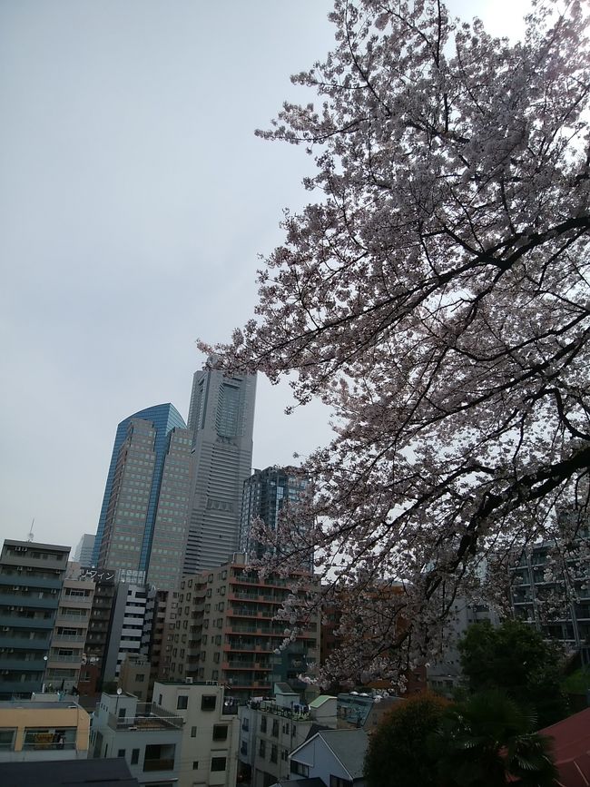 みなとみらいのシンボル・ランドマークタワーを見下ろす桜は見事だし、桜の花霞のような様は本当に美しい！<br />大河ドラマで活躍の井伊家の末裔、井伊直弼大老も桜や花々に囲まれ幸せにちがいないでしょう。