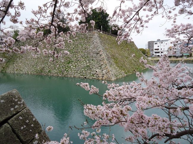 今年の桜の開花は少し遅い様。<br />やっと満開になったが、雨模様の天気が続いている。<br />午後からの雨を気にしながら、市内の桜を散策してきた。<br /><br />表紙の写真は、今年築城450年を迎えた、三原城址公園の桜