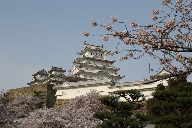 以前より姫路城の桜に行きたくて<br />今回念願がかない　行って来ました<br />関西地方は今年天候がかんばしくなくて<br />訪ねる日が難しかったです<br />４月９日が一番良い日だったような<br />気がします　でも少し葉が出てきていました