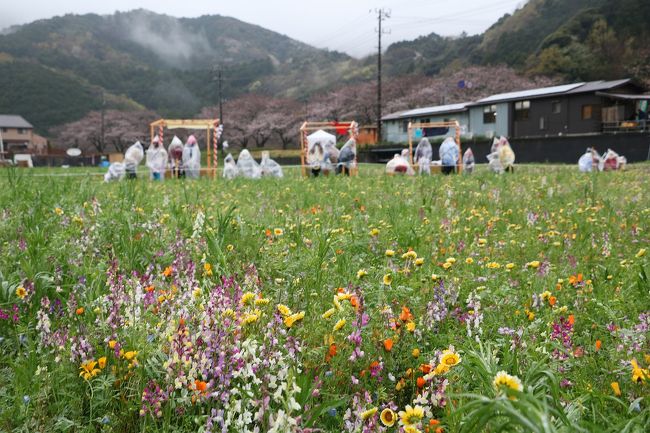 久しぶりに富士山の写真を撮ろうと思い、旅行誌などを調査し観光ルートを決定。<br />どうせ行くなら桜の時期がいいと思い、３か月前に宿を予約し、車で出かけてきました。<br />ところが例年だと伊豆半島は桜が満開だったはずが、今年の大雪のせいか開花が大幅に遅れ、３～５分咲き程度。<br />しかも連日の雨で富士山が見られたのは初日のみ。<br />ちょっと残念だったドライブ旅行になってしまいました。<br />そのため当初計画した予定を変更し、花見というよりもグルメ旅になってしまいました。<br /> 今回観光した場所は、<br /> ４月６日（木）：自宅を出発し、富士山本宮浅間神社、西湖、河口湖、新倉山浅間公園、忍野八海など観光し御殿場で宿泊。<br /> ４月７日（金）：伊豆半島の城ケ崎海岸、伊豆高原、下田などの東岸をドライブして雲見温泉で宿泊。<br /> ４月８日（土）：松崎町観光後、土肥・黄金崎など伊豆半島西岸をドライブし、韮崎反射炉、三嶋大社参拝後沼津で宿泊。<br /> ４月９日（日）：沼津港で干物を購入して帰宅。<br /> 天気は、初日の午前中のみ一時晴れ間が見えましたが、その他の日は連日の雨。<br />それも強風を伴う雨と霧の中のドライブとなり最悪のコンディションでしたが、何とか富士山を中心に１周観光してきました。<br /> 今回は、天候が悪くきれいな富士山を眺めることがほとんどできませんでしたが、これもまた来いよと言われているようです。<br /> 今回は３日目の前半の伊豆半島西岸のドライブを紹介します。<br /> 雨と強風、濃霧の中の運転は大変です。