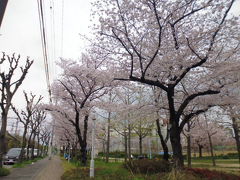 やっと桜が満開の大阪