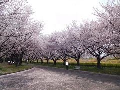 川越水上公園桜