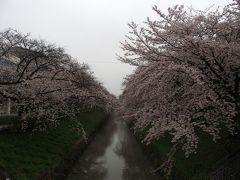 御用水跡街園・愛知県護国神社・那古野神社・名古屋東照宮の桜2017