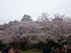 2017.4.8　桜満開のはしごの予定が・・・兵庫県だけに終わる