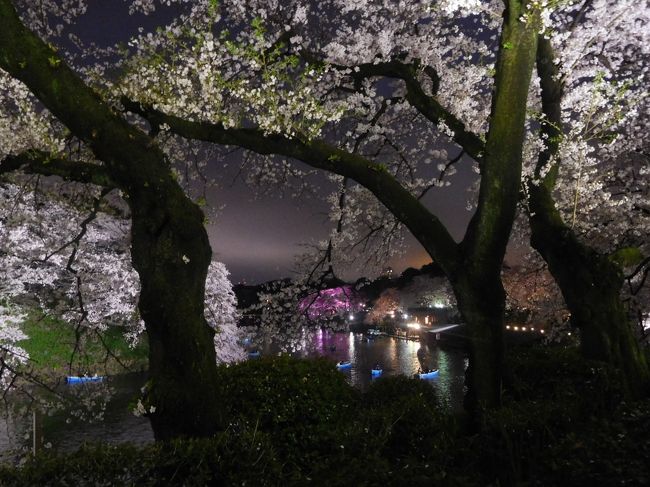 今年の東京は3月が寒かったため、ここ近年では桜満開の日が遅くなりました。4月第1週はまだ5分咲き、第2週目の週末になって満開になりました。満開の週末は天気はあいにくでしたが、満開の桜は毎年見ても美しいです。<br /><br />---------------------------------------------------------------<br />スケジュール<br /><br />　4月2日　自宅－渋谷駅－中目黒駅　目黒川観光　中目黒駅－上野駅　上野公園観光　上野駅－自宅<br />★4月8日　自宅－九段下駅　千鳥ヶ淵観光　九段下駅－三越前駅－浅草駅　隅田川観光　－浅草駅－三越前駅－九段下駅<br />　　　　　－靖国神社観光　千鳥ヶ淵観光　九段下駅－自宅　　