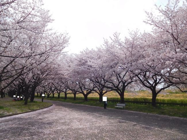 　埼玉県営（？）川越水上公園に花見に出かけました。<br />満開を過ぎ花吹雪の中散歩を楽しみました、川越市内から西に入間川と関越高速の交わる場所にあります。<br />　夏のレジャー施設として広く知られていますが、近くお住まいの方ががたの散歩コースで知られています。<br /><br />　桜の名所でブルーシートを敷いてのんびり花見をするのに最高です！<br /><br />花吹雪でアスファルトがデコレーション