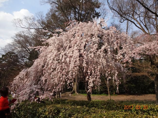 旅も後半　桜を目的に来たが　今年は1週間程　開花も遅れ　満開は　残念ながら見れなかった。<br />桜の京都は　もう10年も前だ。<br />紅葉も綺麗だが　満開の桜が　見たかったな～<br /><br /><br />3月22日　水　成田第１T南　ラウンジ南ウィング本館5階　IASS Executive Lounge　ピーチ12:05 13:40関西 <br /><br />　　　　　　　関空から福山　 18きっぷ① ホテル１－２－３福山2泊<br /><br />3月23日　木 尾道　福山城<br /><br />3月24日　金 鞆の浦　福山駅前 しまなみライナー今治へ　今治～松山　松山ステーションホテル3泊 <br /><br />3月25日　土　伊予大洲周り　内子　　　　　　　　　　　 18きっぷ②<br /><br />3月26日　日 道後 五志喜　鯛そうめん1580　キスケの湯<br /><br />3月27日　月　7：49松山発 伊予西条 高松 池谷 15：37鳴門着 18きっぷ③　ホテルネクセル鳴門2泊<br /><br />3月28日　火　鳴門　渦の道　うずしお号　大塚国際美術館<br /><br />3月29日　水　鳴門8：14　池谷　高松　岡山　相生　姫路　大阪途中下車　京都　　18きっぷ④　京都セントラルイン3泊　<br /><br />3月30日　木 レンタサイクル9時～夜8時　500円　<br />　　　　　　　<br />3月31日　金　錦市場<br /><br />4月1日　 土 法金剛院　佐野藤右衛門邸　　町家あんど<br /><br />4月2日　 日　梅の湯　府立京都植物園　　京都六條イン　愉楽　<br /><br />4月3日　 月　京都9：29発変更　　　　18きっぷ⑤<br /><br /><br />