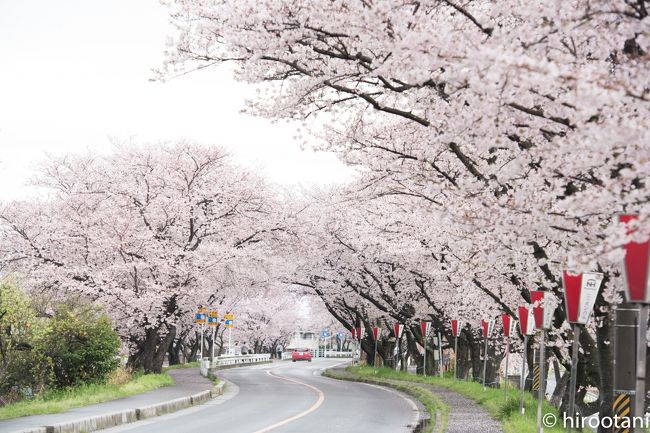 前日の土曜日は、唯一の桜満開の週末とあって、あまり天候には恵まれませんでしたが、頑張って名古屋周辺の３箇所を見て回りました。日曜日は、朝一番で、自宅近くの鍋田川堤の桜を見に行きました。<br /><br />愛知県と三重県の県境となる木曽岬町の堤防の上に桜が植えられています。ここは、よく買い物に行く途中で通る道ですが、年に１週間ほど、華やかな桜のトンネルとなります。４キロに渡り、約１５００本の桜並木が続きます。<br /><br />ここは、三重県で第２の人気の桜スポットとのこと