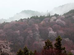 ２０１７奈良の桜巡り