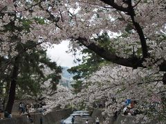 2017年春&#10047;満開の夙川公園の桜を見に行きました＼(^o^)／